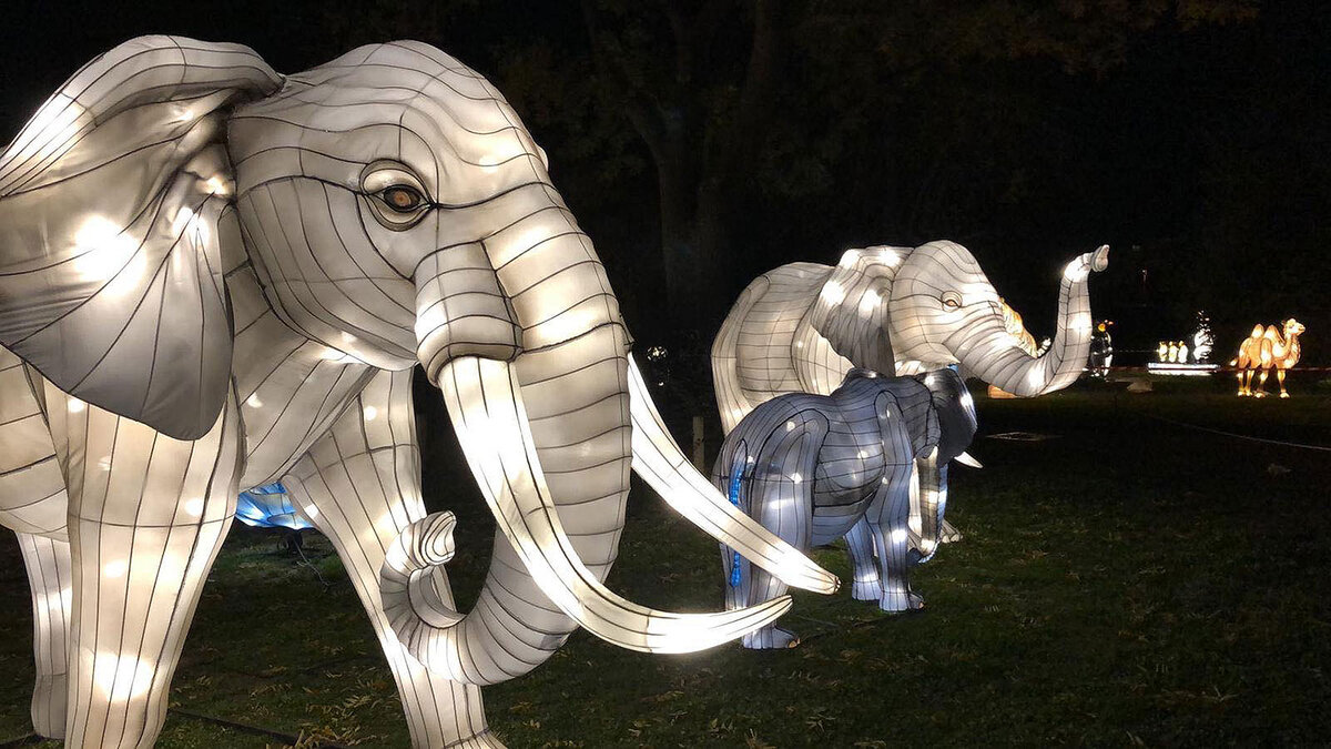 Sculptures lumineuses d’éléphants dans l’Odyssée Lumineuse au Parc Floral de la Source à Orléans, alignées dans l’obscurité lors d’un parcours nocturne féerique.