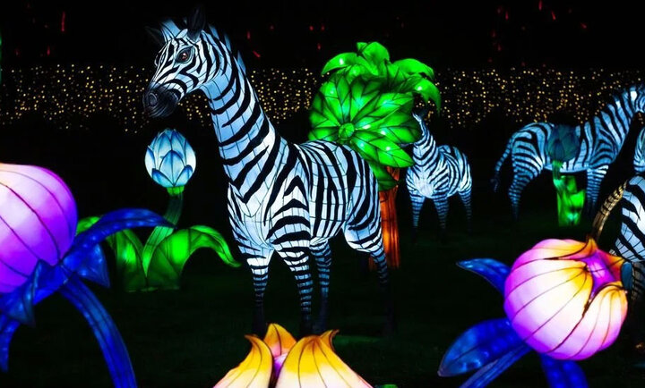 Scène nocturne d’une installation lumineuse de l’Odyssée Lumineuse à Orléans montrant des sculptures en forme de zèbres rayés éclairés de l’intérieur, entourés de grandes fleurs et plantes lumineuses aux couleurs vives (verts, violets, jaunes) dans un parc sombre, créant une ambiance féerique et colorée.