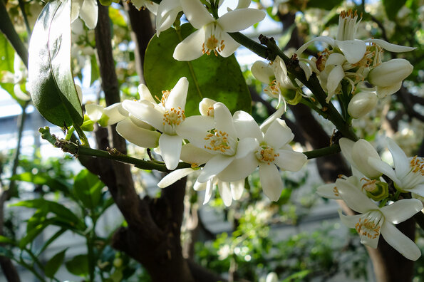 La photo présente une vue rapprochée d'une branche d'un arbre fruitier en fleurs. Les fleurs sont blanches avec des étamines jaunes au centre, disposées en grappes le long de la branche. Les feuilles sont vertes et brillantes, offrant un contraste avec les fleurs délicates. La lumière du soleil filtre à travers les feuilles, créant un effet lumineux et naturel.
