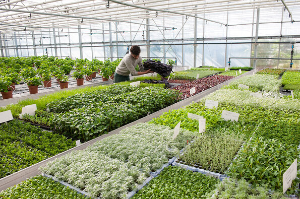 La photo montre un jardinier travaillant dans une serre lumineuse et spacieuse. Il est penché sur une table remplie de diverses plantes en pots. La serre est bien organisée avec plusieurs rangées de tables métalliques, chacune contenant des plantes à différents stades de croissance. Les plantes sont variées, allant des jeunes pousses aux plantes plus matures, et sont étiquetées avec des petites pancartes blanches. La structure de la serre est visible avec son toit en verre et ses poutres métalliques, permettant une abondance de lumière naturelle. L'ambiance générale est celle d'un environnement de travail dédié à l'horticulture, mettant en avant la culture et l'entretien des plantes.