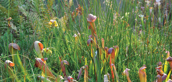 Parc floral