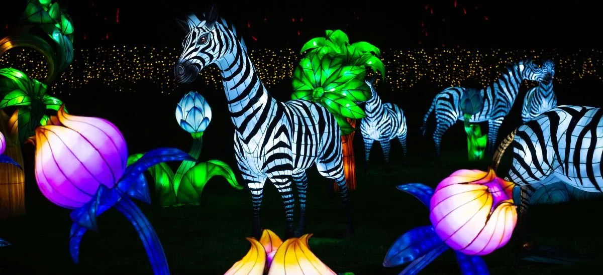 Scène nocturne d’une installation lumineuse de l’Odyssée Lumineuse à Orléans montrant des sculptures en forme de zèbres rayés éclairés de l’intérieur, entourés de grandes fleurs et plantes lumineuses aux couleurs vives (verts, violets, jaunes) dans un parc sombre, créant une ambiance féerique et colorée.