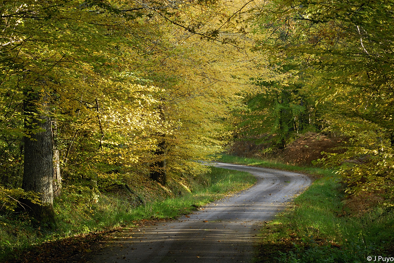Sous-bois en Sologne Sous-bois en Sologne
