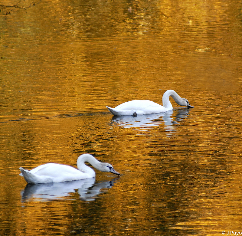 les Cygnes sur le Loiret les Cygnes sur le Loiret