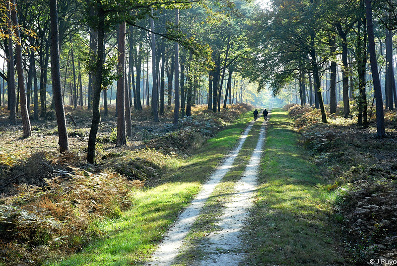 La forêt Orléans La forêt Orléans